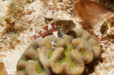 Saddled Blenny