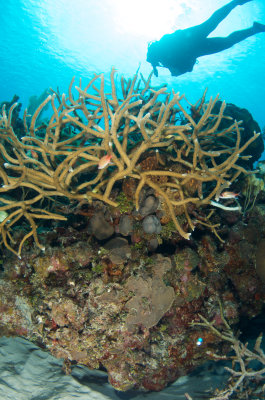 Staghorn Coral