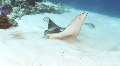 Feeding Spotted Eagle Ray