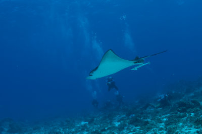 Eagle Ray Fly By