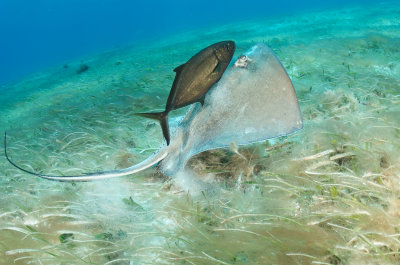 Stingray Lift Off