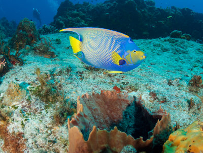 Queen Anglefish