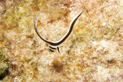 Juvenile Drum
