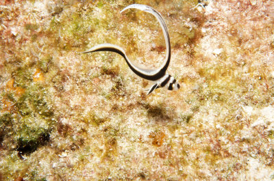 Juvenile Drum