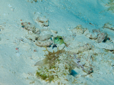 Yellowheaded Jawfish with Eggs