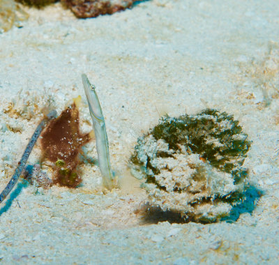 Pike Blenny
