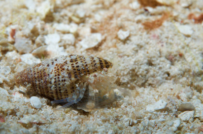 Spotted Eyed Hermit Crab