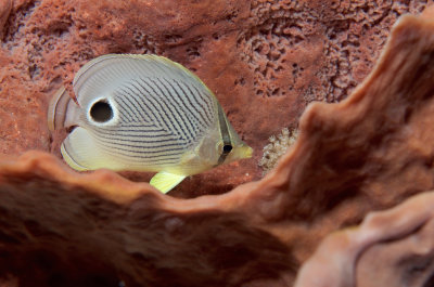 Foureye Butterflyfish