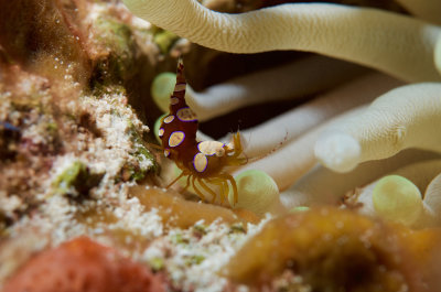 Squat Shrimp