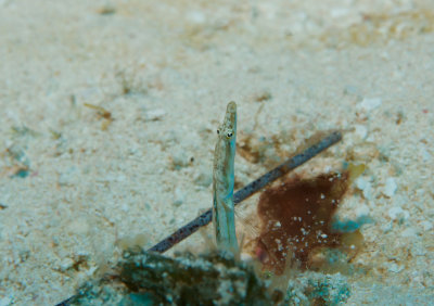 Pike Blenny