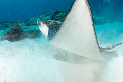 Spotted Eagle Ray