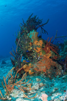 The Colours of Cozumel