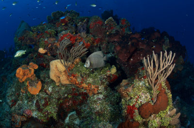 Gray Angelfish