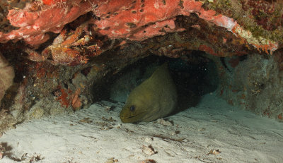Green Moray