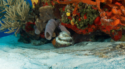 Mating Smooth Trunkfish