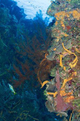 Black Coral
