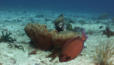 French Angelfish