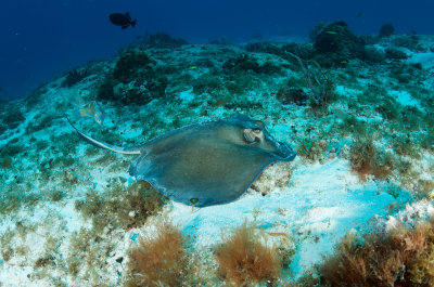 Southern Stingray
