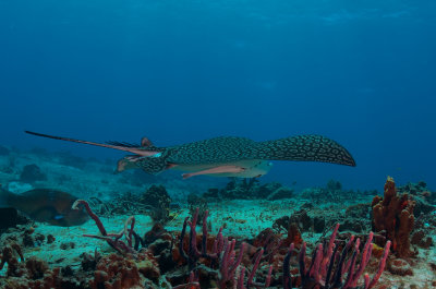 Spotted Eagle Ray