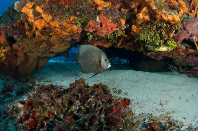 Gray Angelfish
