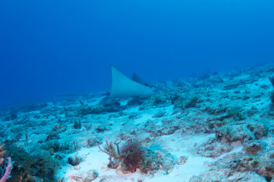Eagle Ray