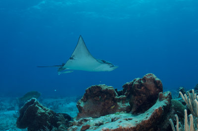 Spotted Eagle Ray