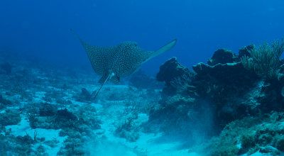 Spotted Eagle Ray