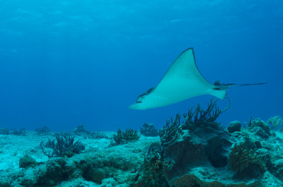 Spotted Eagle Ray
