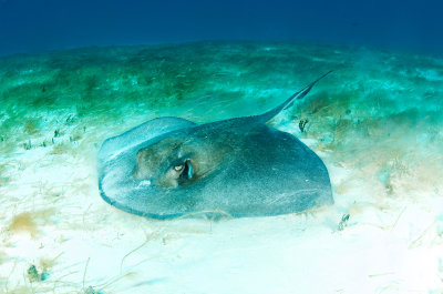 Southern Stingray