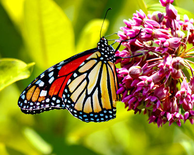 Monarch Butterfly 