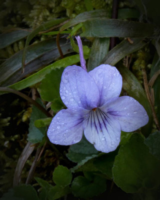 Long Spurred Violet