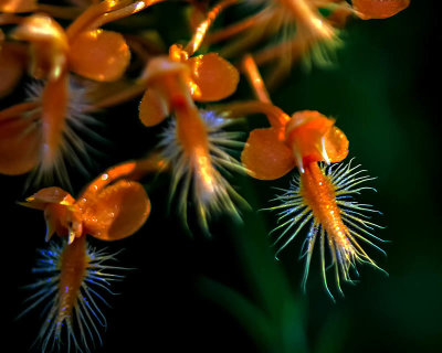 Orange Fringed Orchid