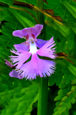 Purple Fringed Orchid