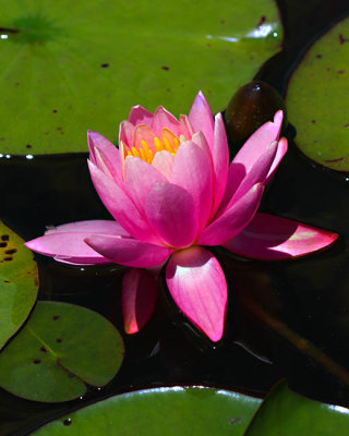 Water Lilly
