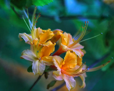 Flame Azalea