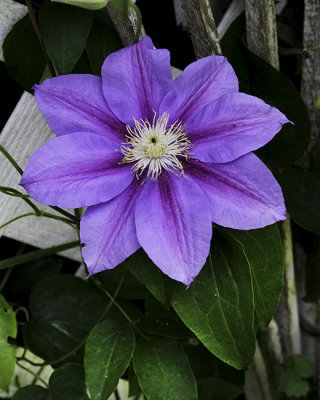 Clematis