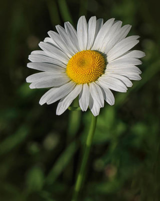 Daisy