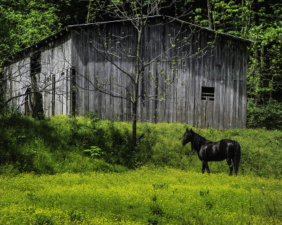 Farm Scene in Calhoun County