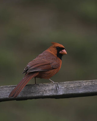 Cardinal