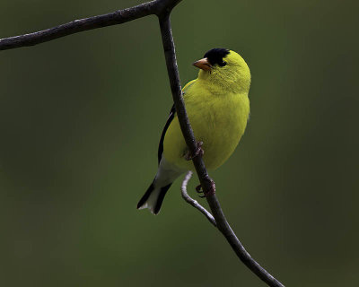 Golden Finch