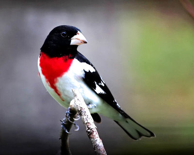 Male Grosbeak