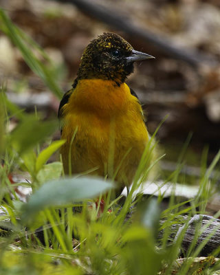 Oriole