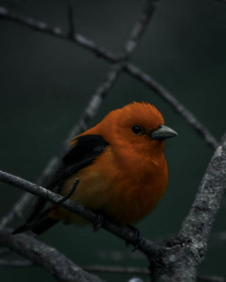 Scarlet Tanager