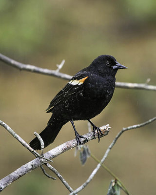 Red Winged Blackbird