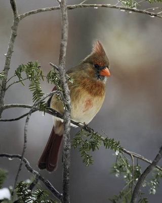 Cardinal