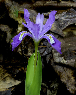 Crested Iris