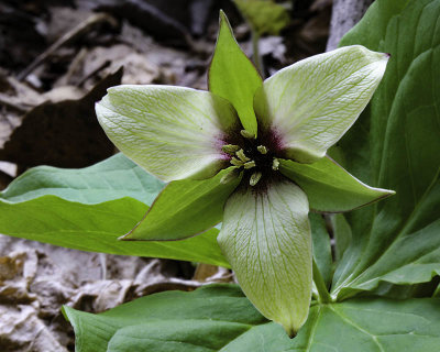 Green Ill Scented Trillium