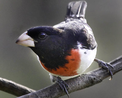 Rose Breasted Grosbeak