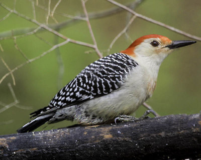 Red Bellied Woodpecker