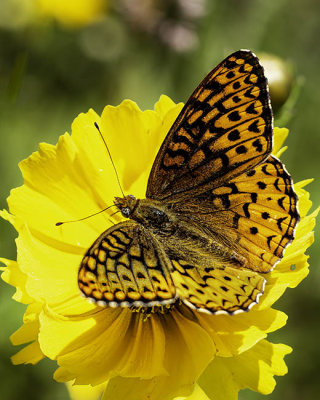 Fritillary Butterfly on a Cosmos